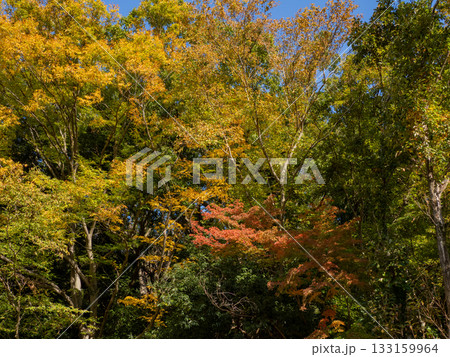 木々が色づき始めた秋の公園風景（千葉県松戸市・21世紀の森と広場） 133159964