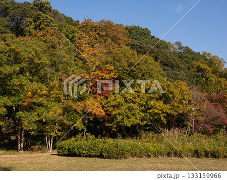 木々が色づき始めた秋の公園風景(千葉県松戸市・21世紀の森と広場) 木々が色づき始めた秋の公園風景(千葉県松戸市・21世紀の森と広場) 133159966