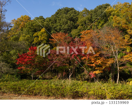 木々が色づき始めた秋の公園風景(千葉県松戸市・21世紀の森と広場) 木々が色づき始めた秋の公園風景(千葉県松戸市・21世紀の森と広場) 133159969