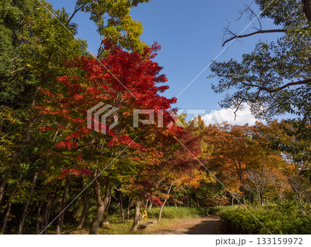 木々が色づき始めた秋の公園風景(千葉県松戸市・21世紀の森と広場) 木々が色づき始めた秋の公園風景(千葉県松戸市・21世紀の森と広場) 133159972