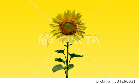 Sunflower on yellow background with clipping mask Sunflower on yellow background with clipping mask 133160011