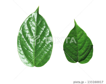 Green leaves isolated on white background, clipping path Green leaves isolated on white background, clipping path 133160017