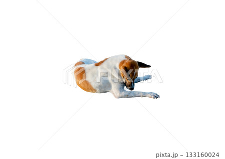 Dog or puppy isolated on white background with clipping path Dog or puppy isolated on white background with clipping path 133160024