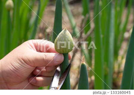 葱坊主の蕾をハサミで収穫をする男性　ネギ坊主　（4月）　家庭菜園 133160045