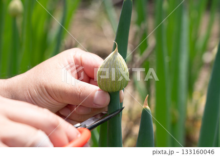 葱坊主の蕾をハサミで収穫をする男性　ネギ坊主　（4月）　家庭菜園 133160046