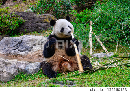 上野動物園　パンダの森　シャオシャオ　令和7年11月現在 133160128
