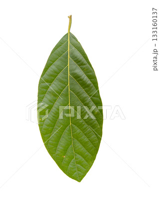 Green leaf isolated on white background, clipping path. 133160137