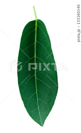 Green leaf isolated on white background, clipping path. Green leaf isolated on white background, clipping path. 133160140