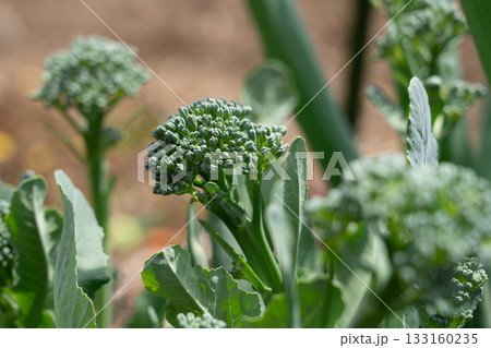 ブロッコリーの栽培 脇から伸びてきたブロッコリー 脇芽 (4月) 家庭菜園 ブロッコリーの栽培 脇から伸びてきたブロッコリー 脇芽 (4月) 家庭菜園 133160235