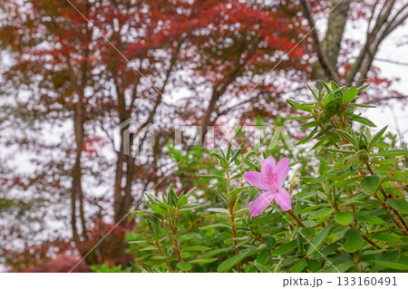 アザレアと紅葉 133160491