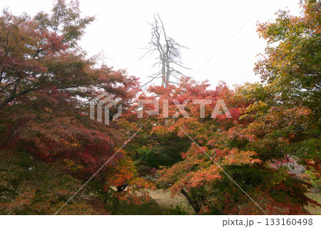 霧に霞む紅葉と一本の老木 霧に霞む紅葉と一本の老木 133160498