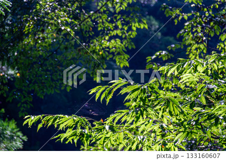静岡県周智郡森町鍛治島　山里の風景 133160607