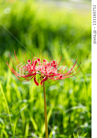 静岡県周智郡森町森　彼岸花の咲く風景 133160752