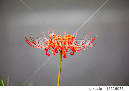 静岡県周智郡森町森　彼岸花の咲く風景 133160784