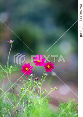 静岡県周智郡森町一宮　天竜浜名湖鉄道と沿線の風景 133160798