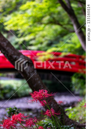 静岡県周智郡森町一宮 小國神社と境内の風景 静岡県周智郡森町一宮 小國神社と境内の風景 133160814