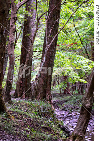 静岡県周智郡森町一宮 小國神社と境内の風景 静岡県周智郡森町一宮 小國神社と境内の風景 133160823
