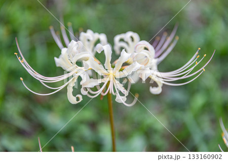 静岡県掛川市幡鎌 天竜浜名湖鉄道と沿線の風景 静岡県掛川市幡鎌 天竜浜名湖鉄道と沿線の風景 133160902
