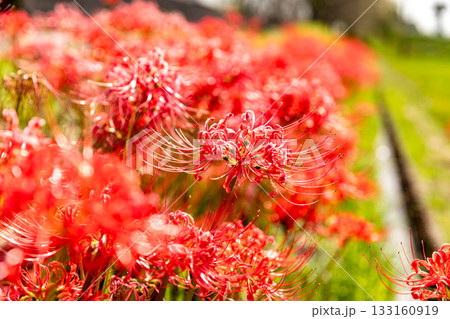静岡県掛川市幡鎌　天竜浜名湖鉄道と沿線の風景 133160919