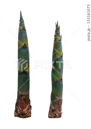 Bamboo shoots isolated on white background with Clipping Path 133161073