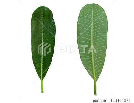 Close up  plumeria leaves isolated on white background with clipping path 133161078