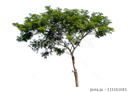 Tree isolated on white background with clipping path, Single tree 133161083