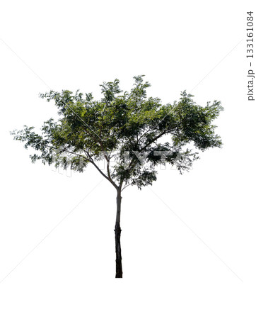 Tree isolated on white background with clipping path, Single tree 133161084