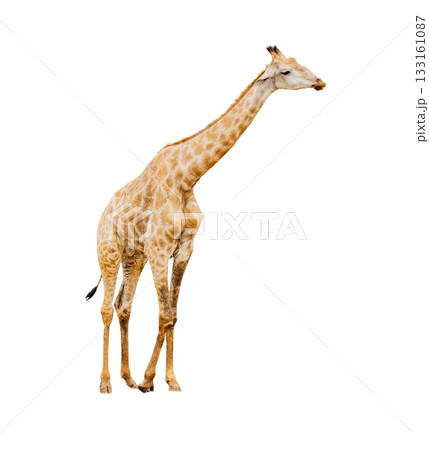 Giraffe isolated on white background with clipping path 133161087