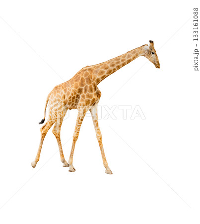 Giraffe isolated on white background with clipping path 133161088