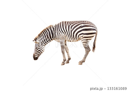zebra isolated on white background with clipping path 133161089