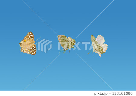 Set of butterflys on isolated blue background with clipping mask. Set of butterflys on isolated blue background with clipping mask. 133161090