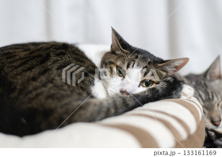 窓辺でくつろぐ猫　キジトラ白 133161169