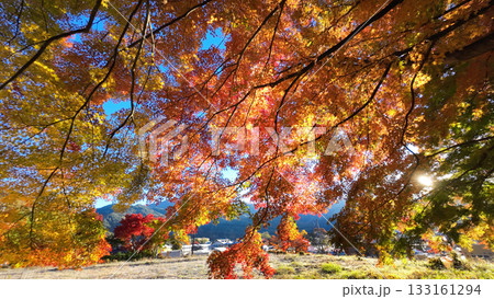 もみじ回廊 133161294