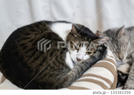 窓辺でくつろぐ猫　キジトラ白 133161350