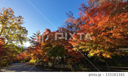 もみじ回廊 133161381