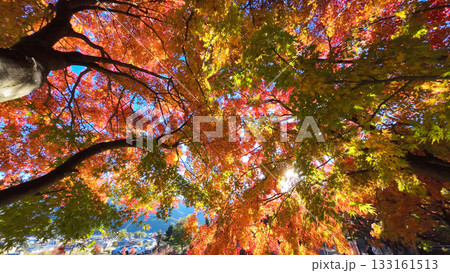 もみじ回廊 もみじ回廊 133161513