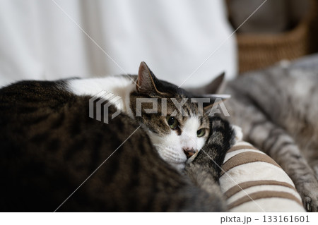 窓辺でくつろぐ猫　キジトラ白 133161601