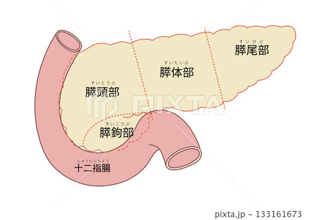 膵臓と十二指腸のイラスト 133161673