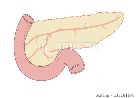 膵臓と膵腺、十二指腸のイラスト 膵臓と膵腺、十二指腸のイラスト 133161676