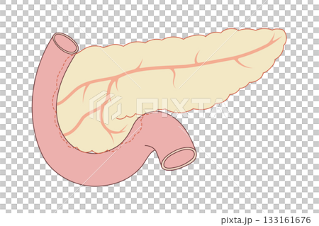 膵臓と膵腺、十二指腸のイラスト 膵臓と膵腺、十二指腸のイラスト 133161676