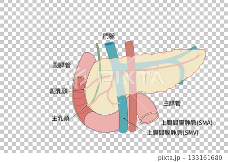 胰臟和十二指腸示意圖 胰臟和十二指腸示意圖 133161680