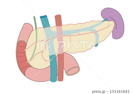 膵臓と脾臓、十二指腸のイラスト 膵臓と脾臓、十二指腸のイラスト 133161681