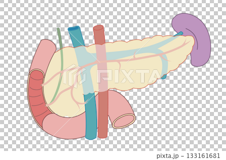 膵臓と脾臓、十二指腸のイラスト 膵臓と脾臓、十二指腸のイラスト 133161681