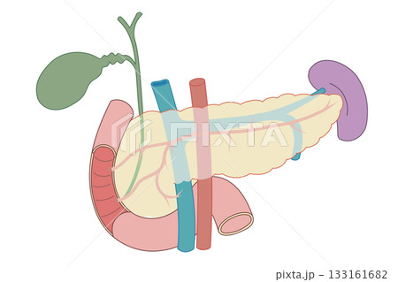 膵臓と脾臓、胆のう、十二指腸のイラスト 133161682