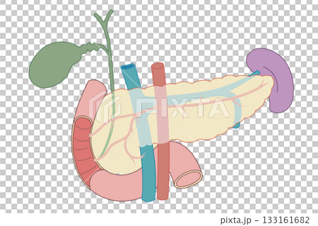膵臓と脾臓、胆のう、十二指腸のイラスト 133161682