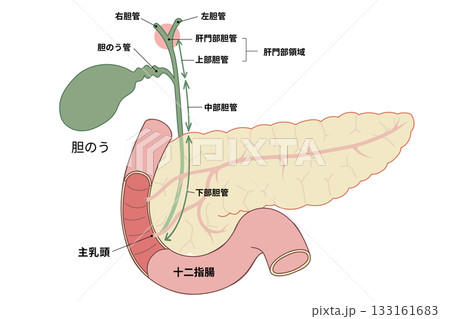 膵臓と胆のう、十二指腸のイラスト 133161683