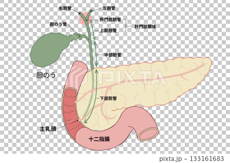 膵臓と胆のう、十二指腸のイラスト 133161683
