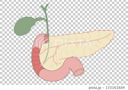 膵臓と胆のう、胆管と十二指腸のイラスト 膵臓と胆のう、胆管と十二指腸のイラスト 133161684