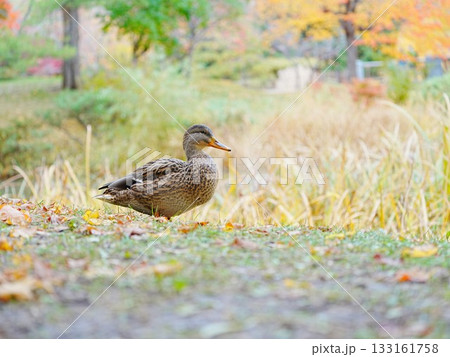札幌中島公園 かわいいマガモ 133161758