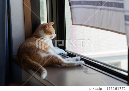 窓辺でくつろぐ猫 茶トラ白 窓辺でくつろぐ猫 茶トラ白 133161772